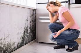 Mold Remediation for Rental Properties in Binghamton University, NY